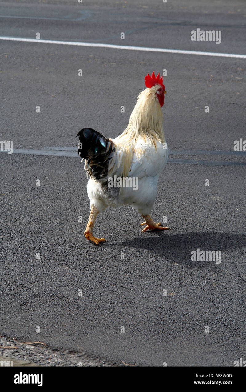 Romania - jocul chicken road